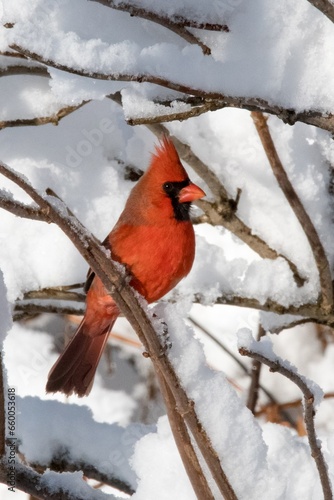 cardinal in the snow