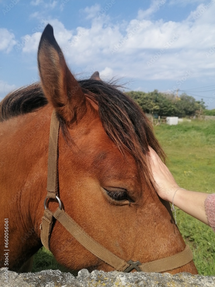 Obraz premium Tranquil Horse and Caring Woman: A Heartwarming Moment