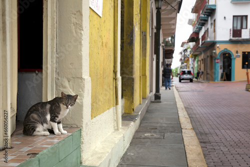 Domestic cat in caribean or Hispanic  central or south american city street with different colors