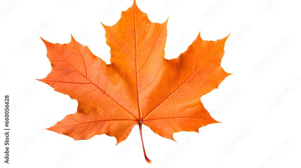 orange maple tree leaf. Isolated on Transparent background. orange maple tree leaf. Isolated on Transparent background.