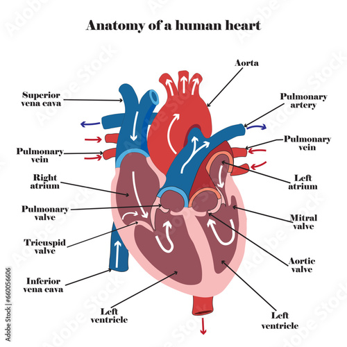 Anatomy of a human heart. Vector illustration.