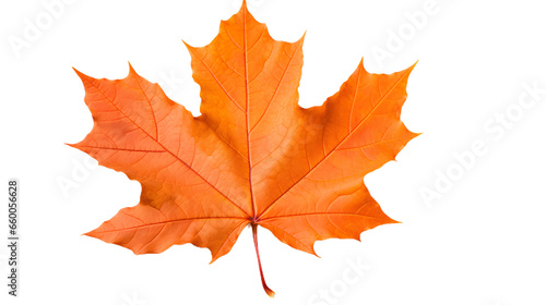 orange maple tree leaf. Isolated on Transparent background.