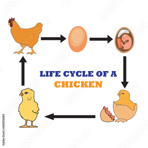 Illustration of chicken Life cycle . Vector image. Diagram and infographic.
