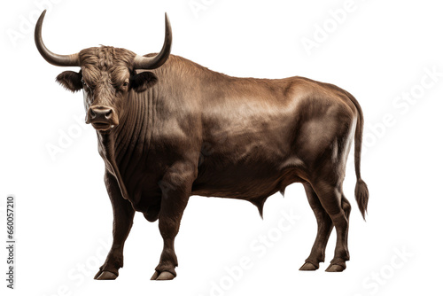 Strongest dark brown bull with muscles and long horns portrait looking at camera isolated on transparent png background  Animals Fighter concept.
