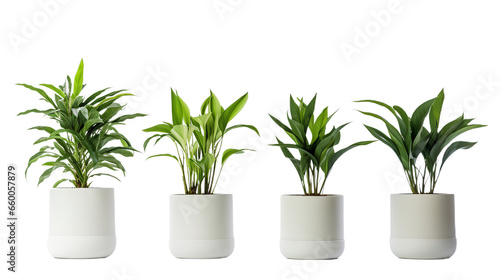 Collection of various houseplants displayed in ceramic pots. Potted exotic house plants on white shelf against white wall. Home garden . Isolated on Transparent background.