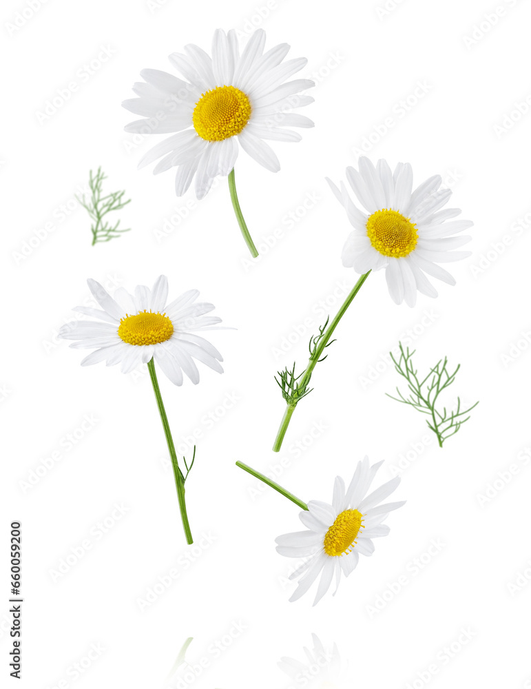 Chamomile flower isolated on white or transparent background. Camomile medicinal plant, herbal medicine. Set of four chamomile flowers with green leaves. - obrazy, fototapety, plakaty 