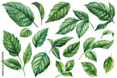 set of green leaves hand drawn illustrations with floral theme, watercolor botanical illustration © Hanna