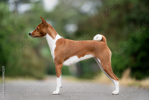 Basenji dog breed show quality 
