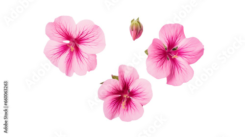 Conjunto de flores rosas y pétalos. Elemento de diseño floral aislado. Vista cenital sobre fondo transparente. photo