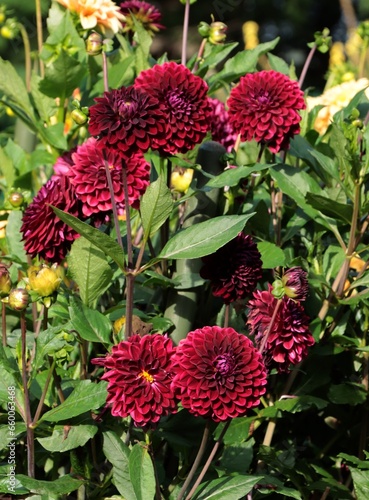 pretty red flowers of dahlia plant in tje garden photo