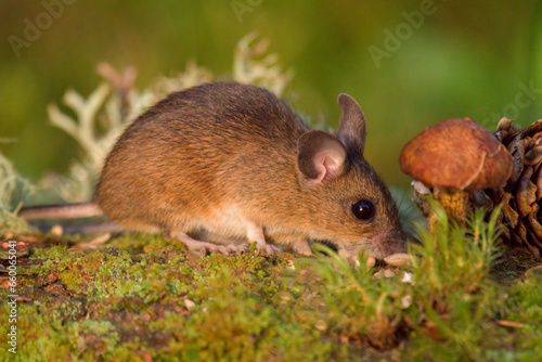 a portrait from the nocturnal yellow necked mouse  apodemus flavicollis  in the garden at a autumnal mornig in the sunrise