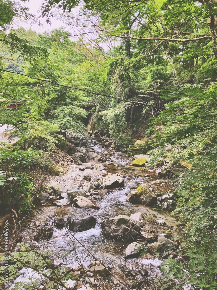 Obraz premium stream in the forest