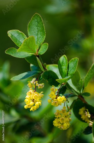 Barberry