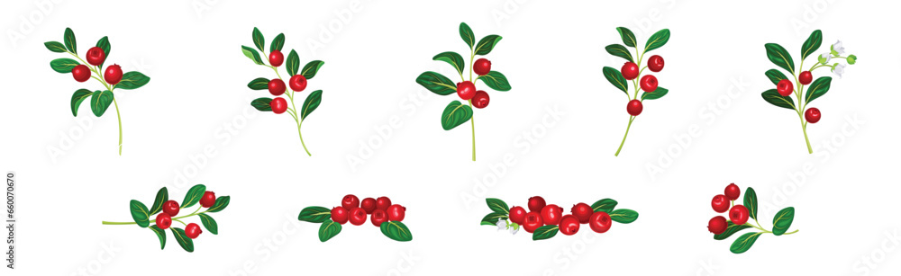 Cranberry Branch with Red Berry Fruit and Green Leaf Stem Vector Set Cranberry Branch with Red Berry Fruit and Green Leaf Stem Vector Set