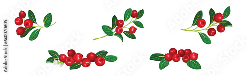 Cranberry Branch with Red Berry Fruit and Green Leaf Stem Vector Set