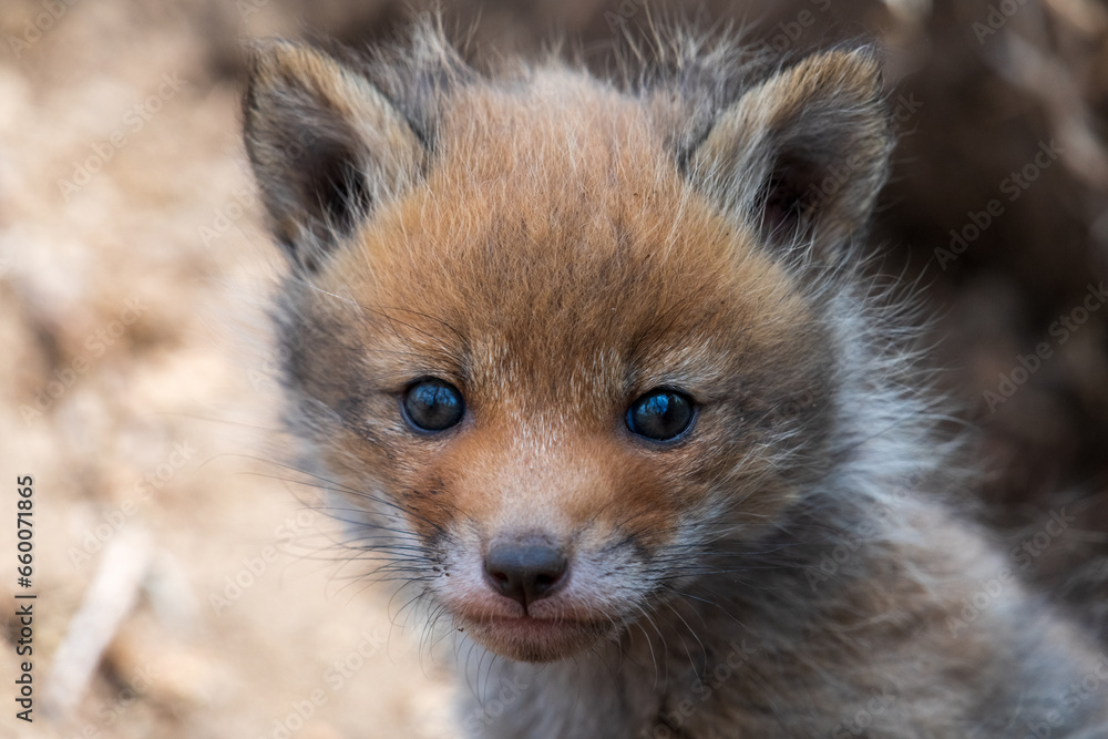 Naklejka premium Portrait of cute baby fox