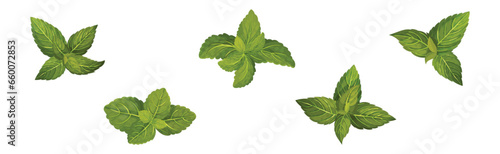 Green Mint or Peppermint Fresh Leaf Vector Set