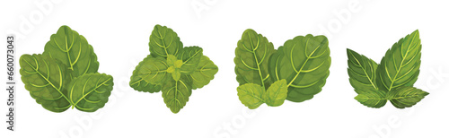 Green Mint or Peppermint Fresh Leaf Vector Set