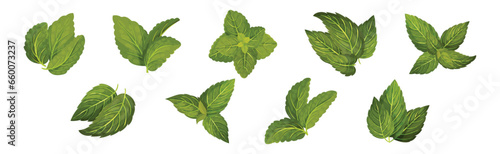 Green Mint or Peppermint Fresh Leaf Vector Set