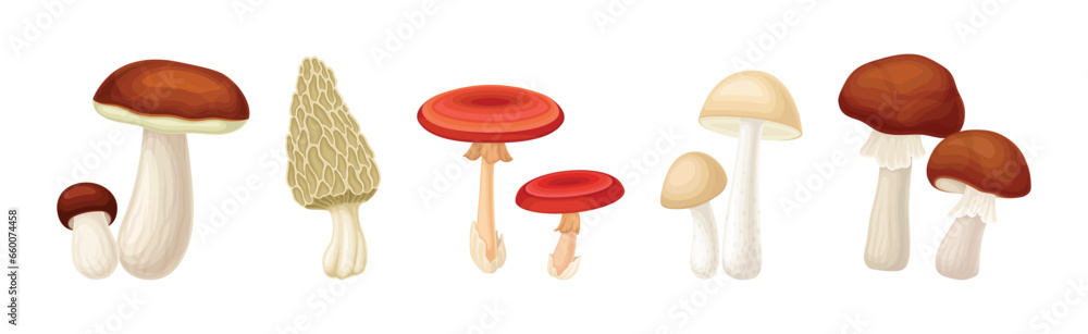 Different Edible Mushroom with Stem and Cap Vector Set Different Edible Mushroom with Stem and Cap Vector Set