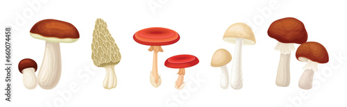 Different Edible Mushroom with Stem and Cap Vector Set