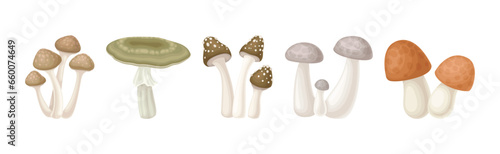 Different Edible Mushroom with Stem and Cap Vector Set