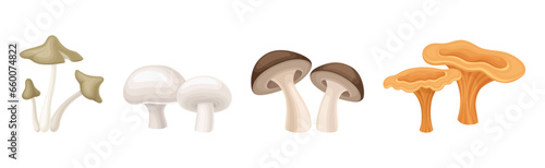 Different Edible Mushroom with Stem and Cap Vector Set