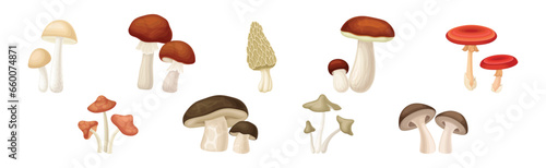 Different Edible Mushroom with Stem and Cap Vector Set