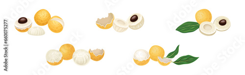 Longan Tropical Fruit with Round Berry and Leaf Vector Set