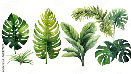 set of Exotic plants  palm leaves  monstera  watercolor vector illustration