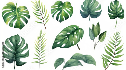 set of Exotic plants, palm leaves, monstera, watercolor vector illustration photo
