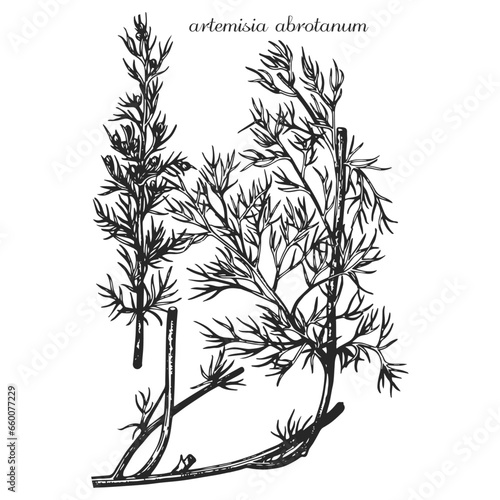 artemisia abrotanum, sagebrush, monochrome flower, medicinal plant, medicinal herbs, black and white design, poplar leaf, poplar branch, black and white poplar design, tatoo flower