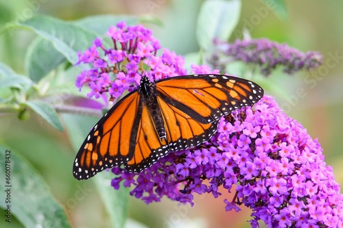 Monarch Butterfly
