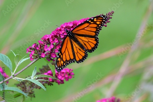 Monarch Butterfly © Christopher