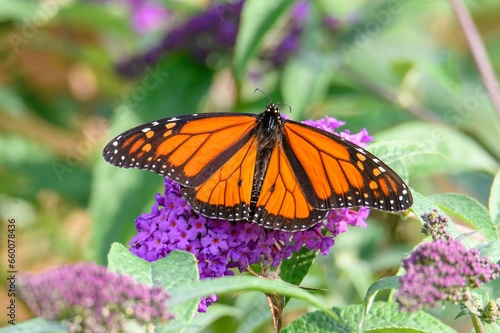 Monarch Butterfly