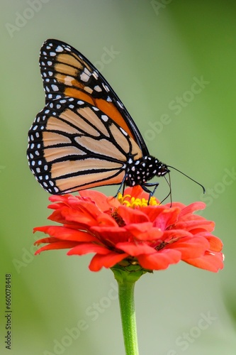 Monarch Butterfly © Christopher