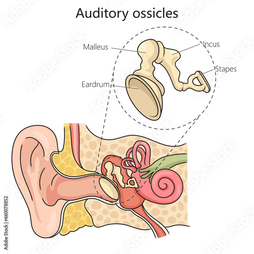 Auditory ossicles structure diagram schematic vector illustration. Medical science educational illustration
