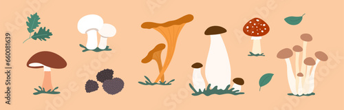 Mushroom vector set. Edible fungi, poisonous fungus. Mushrooms illustrations. Boletus, agaric, chanterelle, champignon, honey fungus, porcini, truffle, amanita. Autumn vibe, harvest season