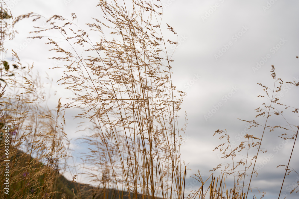 dry grass against the background of the blue sky, background dry grass against the background of the blue sky, background