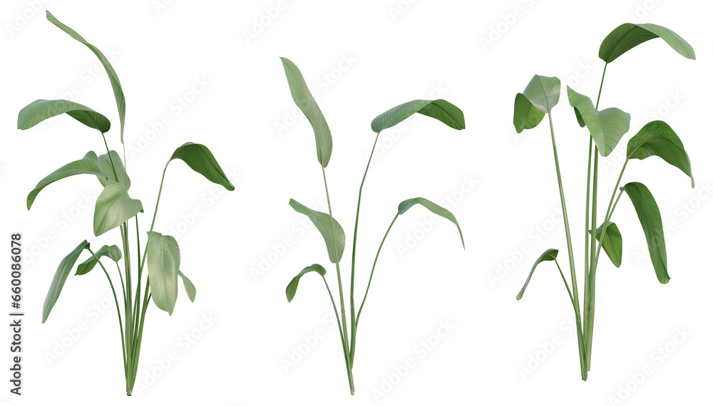 Fototapeta premium Set of Strelitzia nicolai illustrations, known as the wild banana or giant white bird of paradise, 3D rendering with transparent background