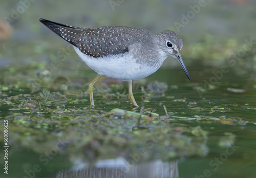 Sandpiper scrounging in shallow water for food, Fishers, Indiana, Summer. © Ryan