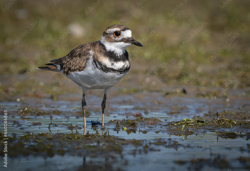 Killdeer scrounging in the mud along creek bed for food. Fishers, Indiana, Summer.