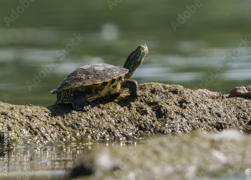 Red eared slider turtle sitting on log basking in morning sun, Fishers, Indiana, Summer.