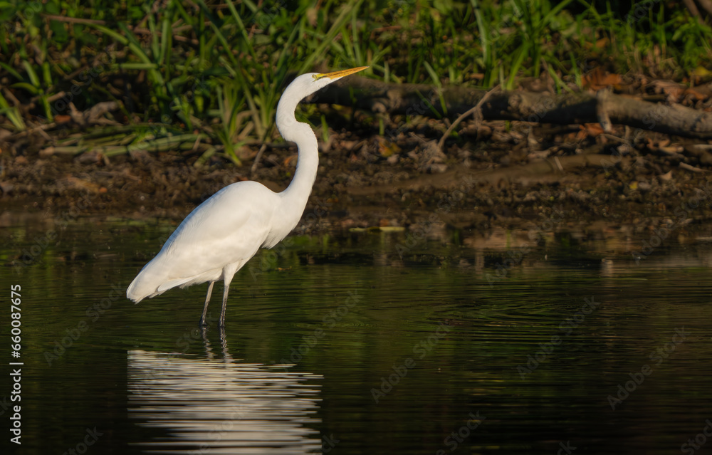 Great Egret stalking fish in a creek during morning hours, Fishers, Indiana, Summer. Great Egret stalking fish in a creek during morning hours, Fishers, Indiana, Summer.