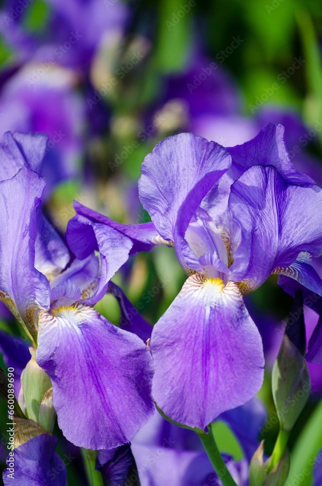 Blue Iris Blue Iris