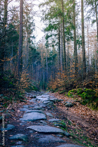 a stone path through a forest in late winter early spring