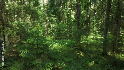 A view of the forest in the Knyszyn Forest on a sunny ,summer day in podlasie.