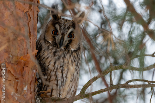 long-eared owl