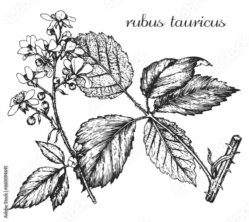 rubus tauricus, blackberry, blackberry branch, blackberry blossoms, monochrome flower, medicinal plant, medicinal herbs, black and white design