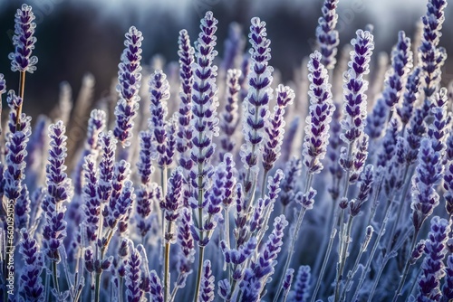 close up of lavender flowers